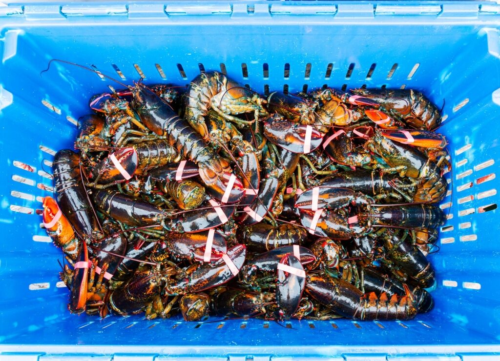Freshly caught lobster in a tray