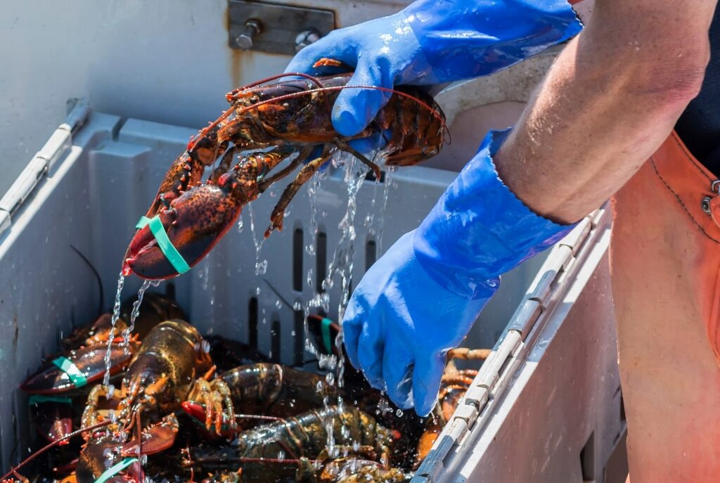 Freshly caught lobster in a tray