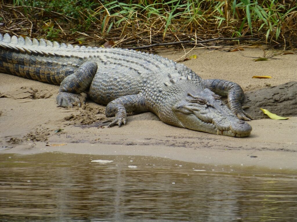 Crocodile by the river
