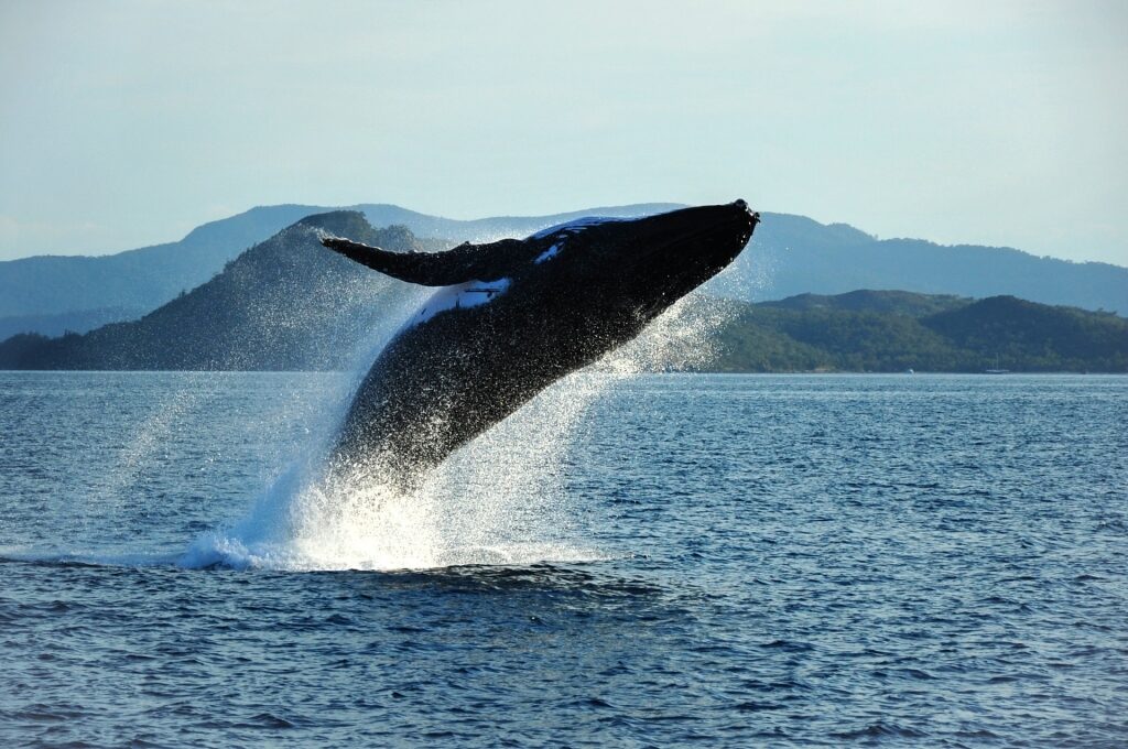Whale spotted near Airlie Beach