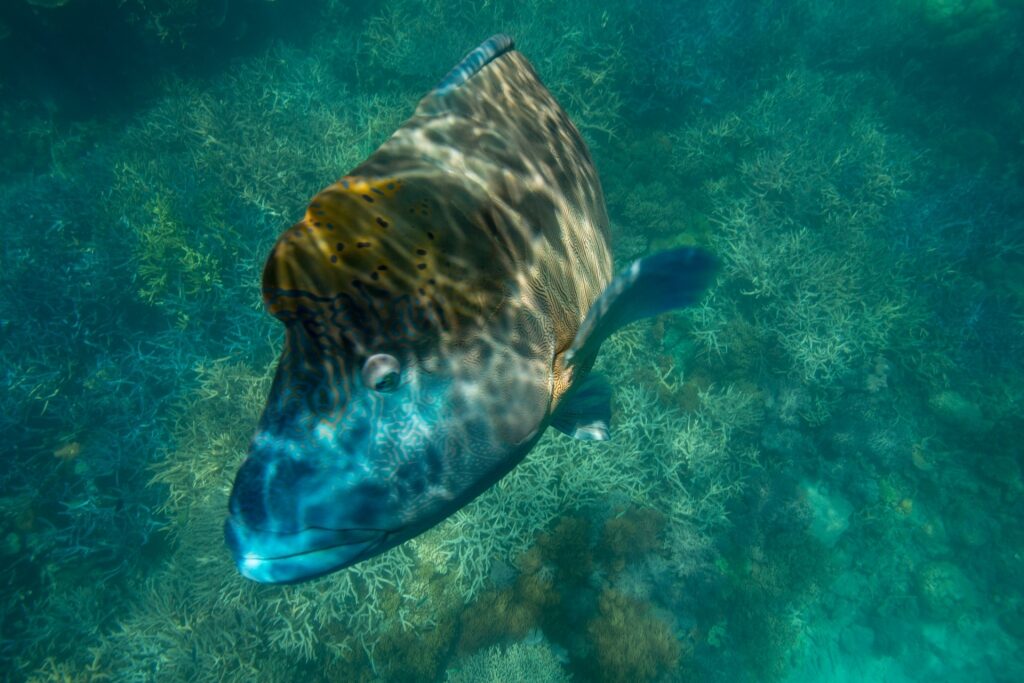 Marine life in the Great Barrier Reef