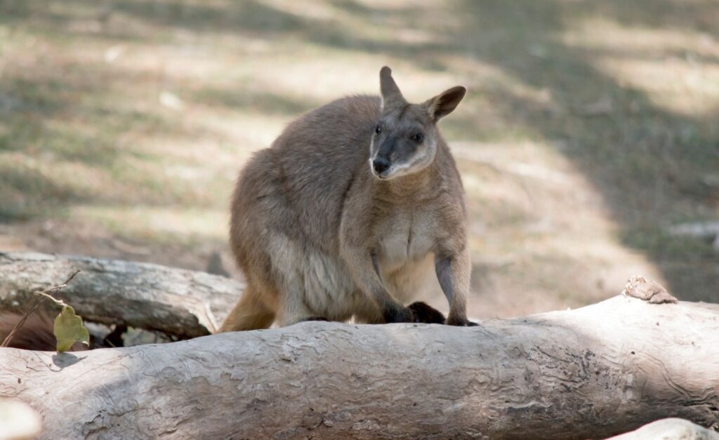 Proserpine rock wallabies in Australia
