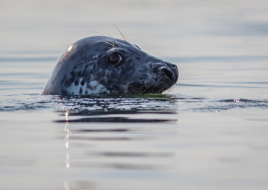 Gray seal spotted in the water