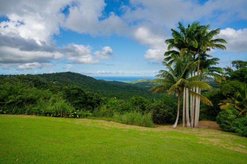 Lush landscape of Highland, Barbados