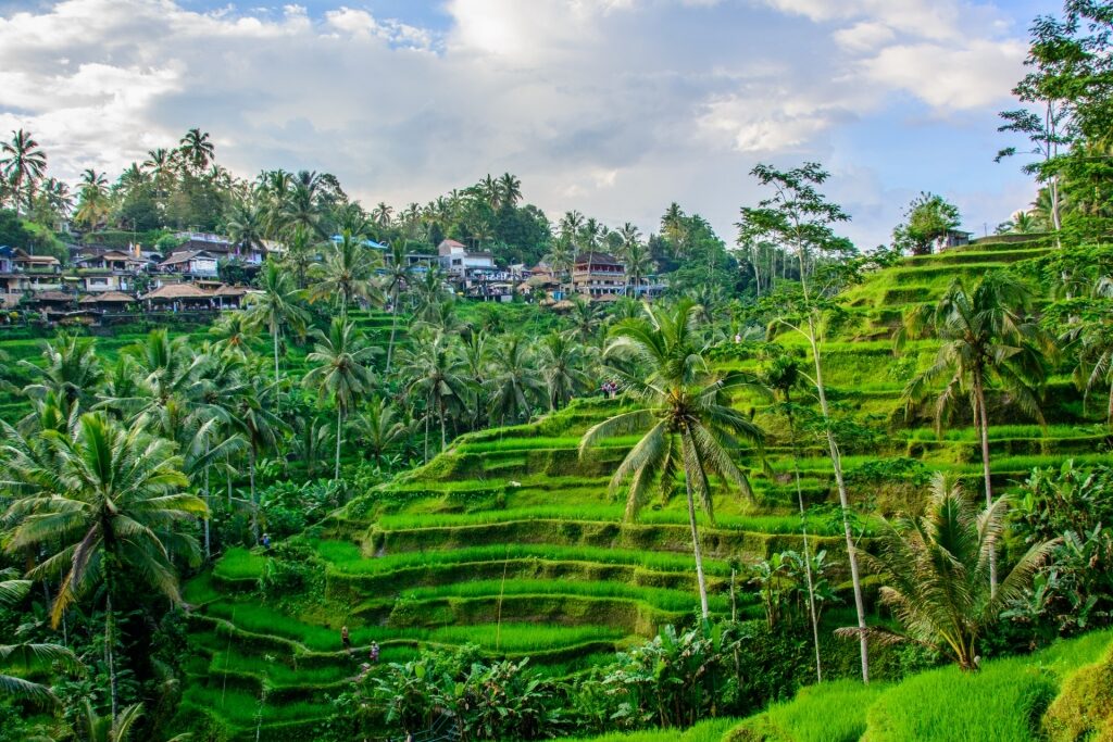Lush rice terraces in Bali, Indonesia