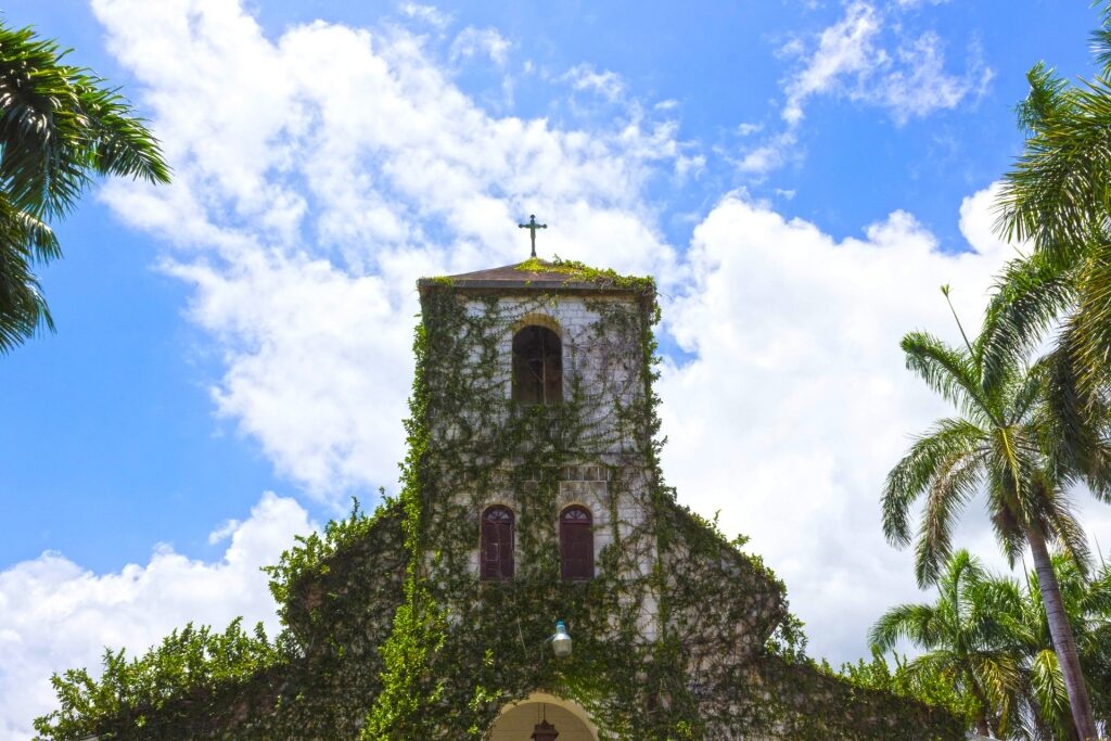Vines surrounding the Our Lady of Perpetual Help Church, St. Ann’s Bay