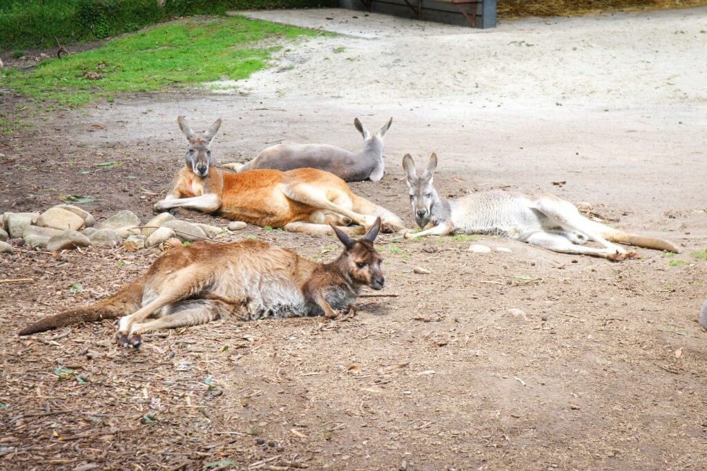 Kangaroos resting in Healesville Sanctuary