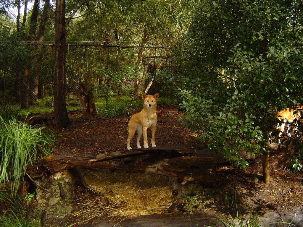 Dingo spotted in Healesville Sanctuary