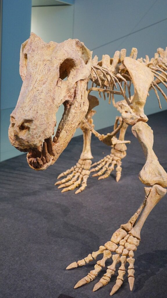 Dinosaur skeleton in Melbourne Museum