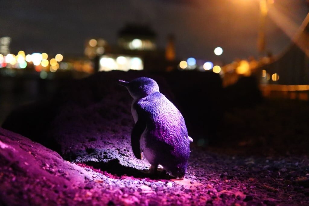 Little Penguin spotted in St. Kilda Breakwater