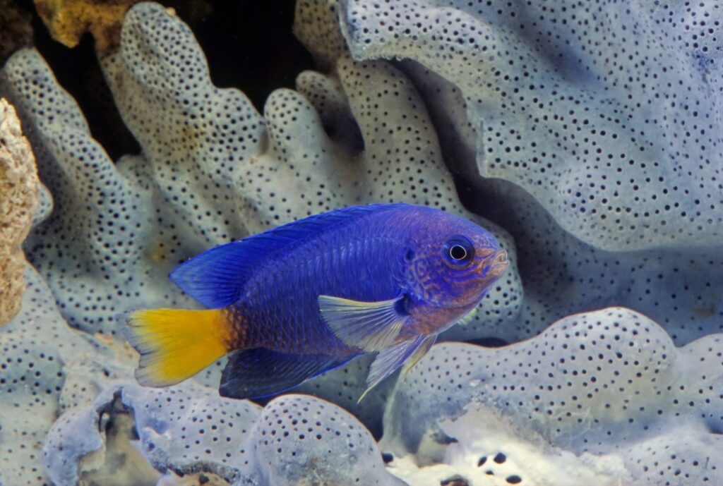 Damselfish spotted along the reefs
