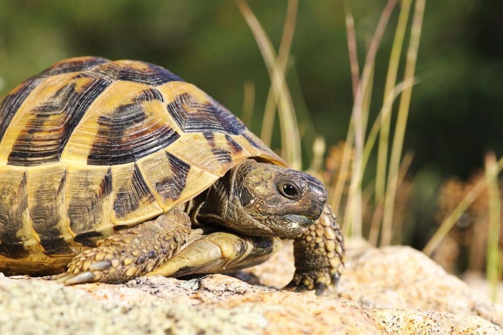 Greek tortoise spotted in Greece