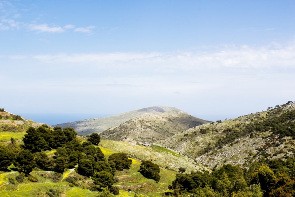 Greenery atop Mount Eros, Hydra