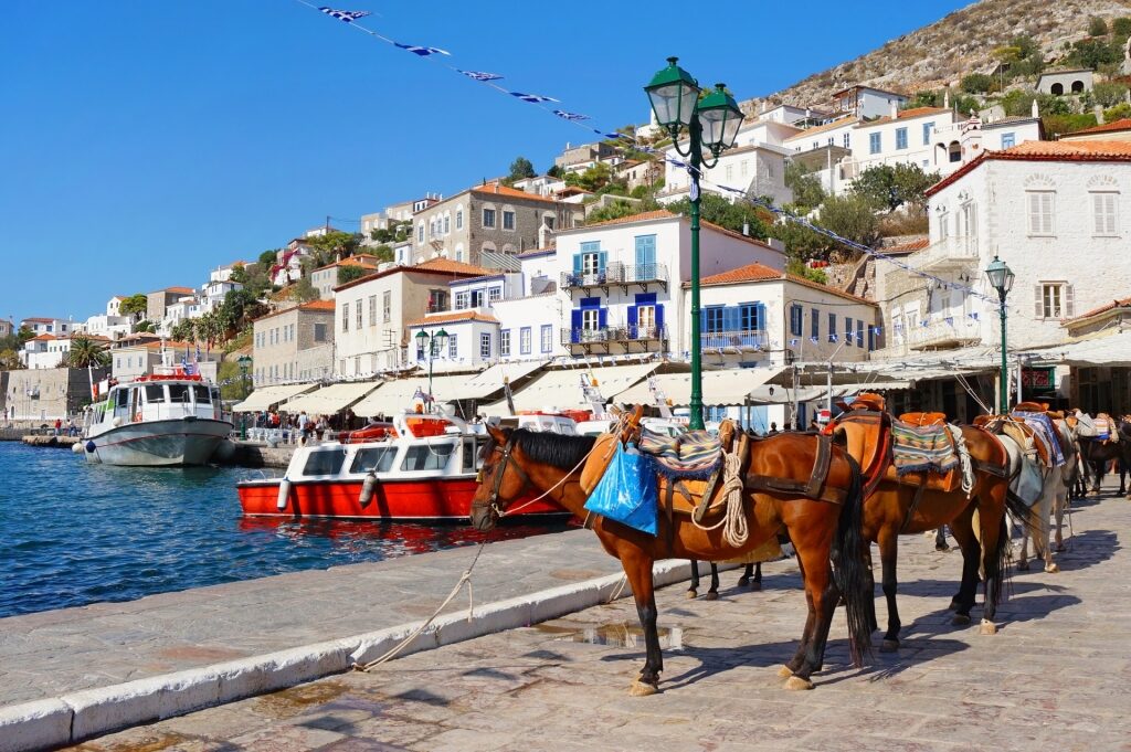 Horses lined up in port