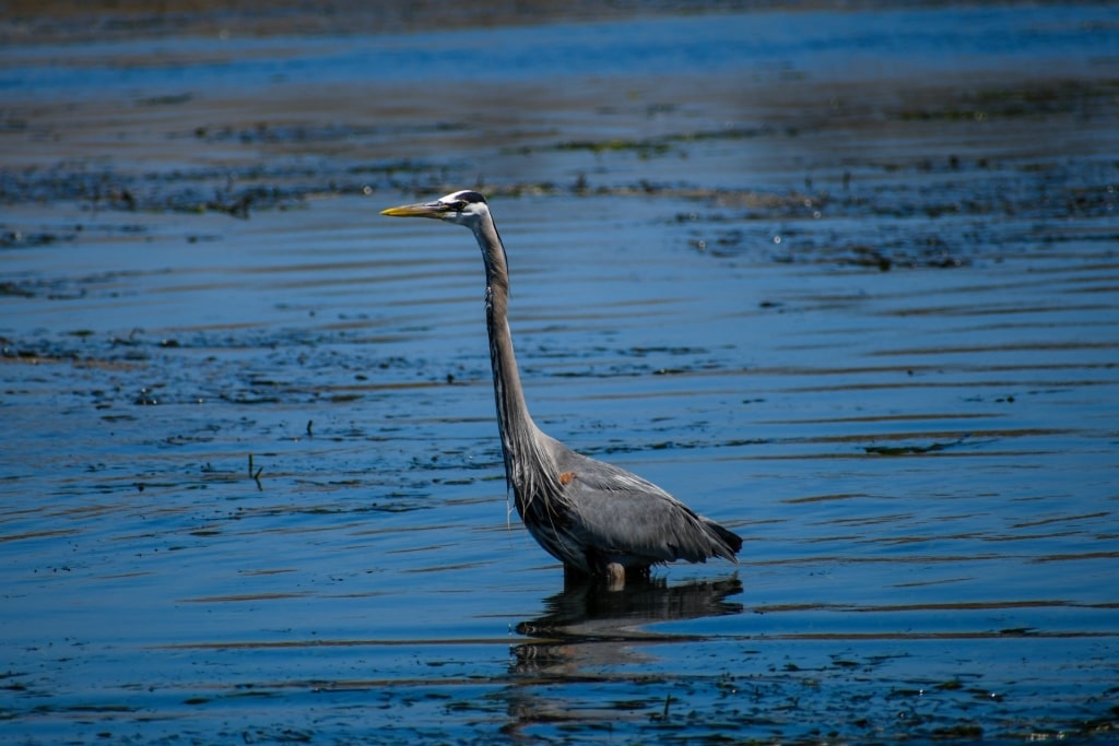 Great blue heron spotted in Elkhorn Slough Estuarine Reserve