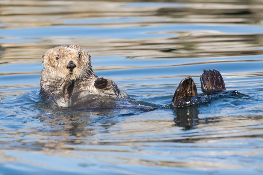 Sea otter spotted in Elkhorn Slough Estuarine Reserve