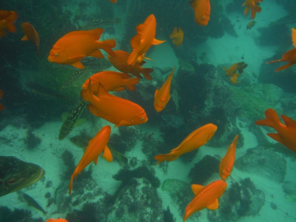 Garibaldi fishes in La Jolla