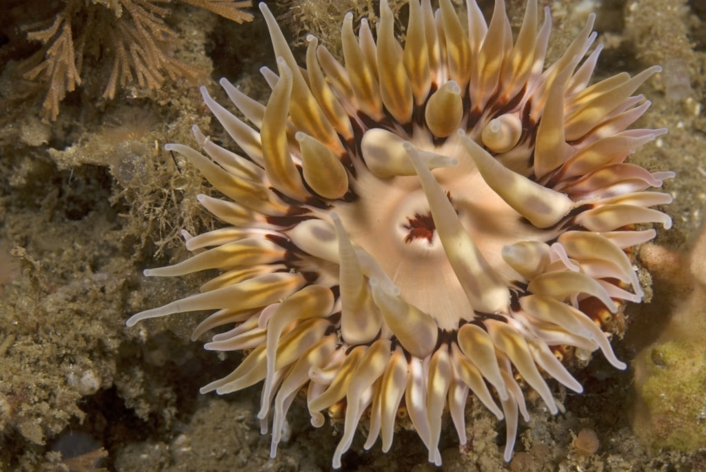 Sea urchin spotted in California