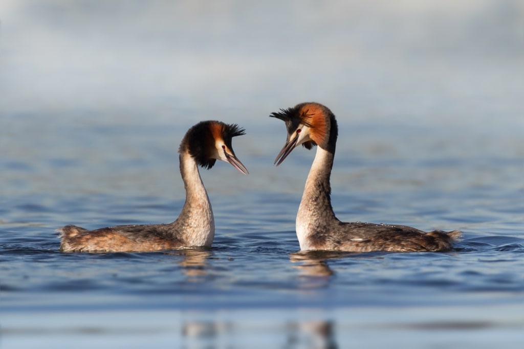 Great crested grebe swimming in a lake