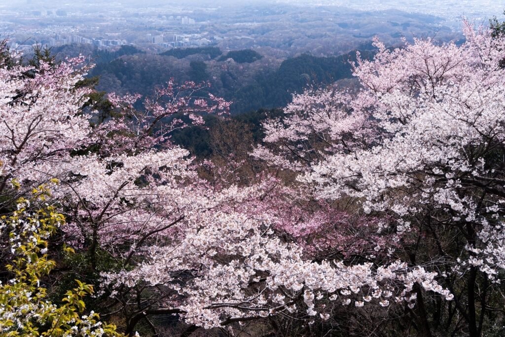 View from Mt. Takao with cherry blossoms