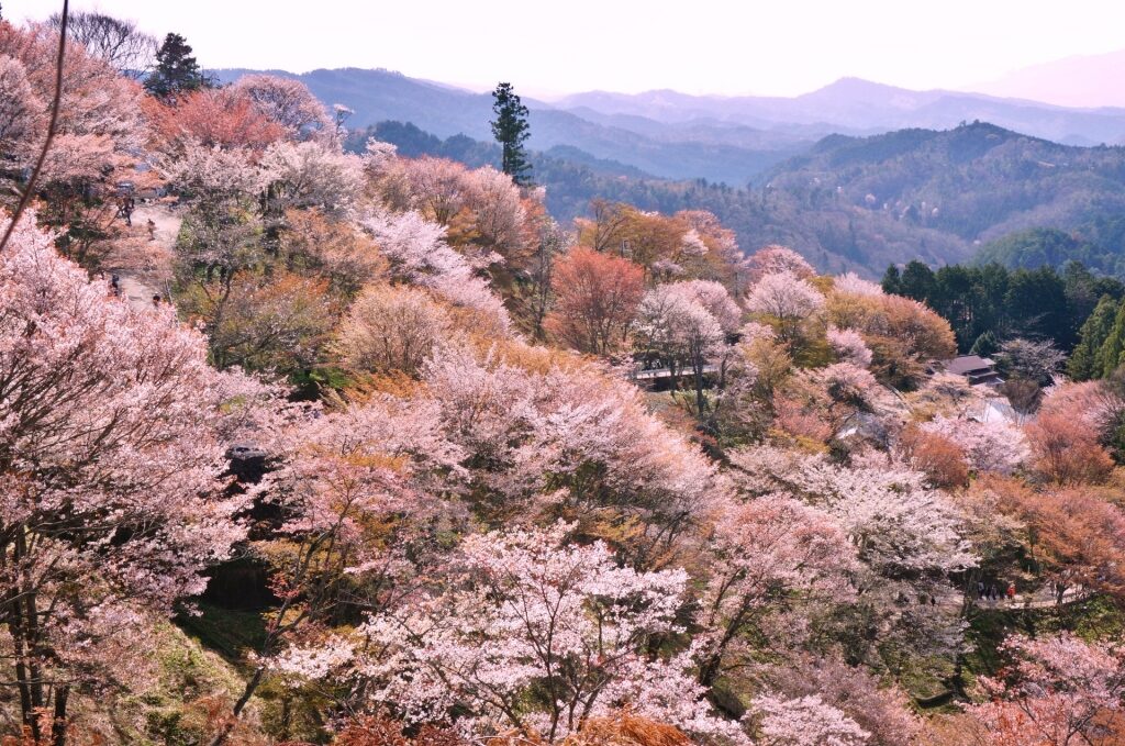 View of Mt. Yoshino during spring