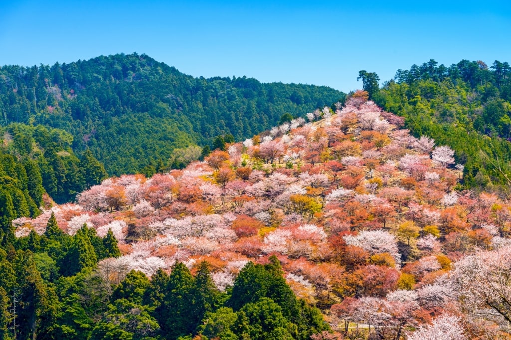 Mt. Yoshino, one of the best mountains in Japan