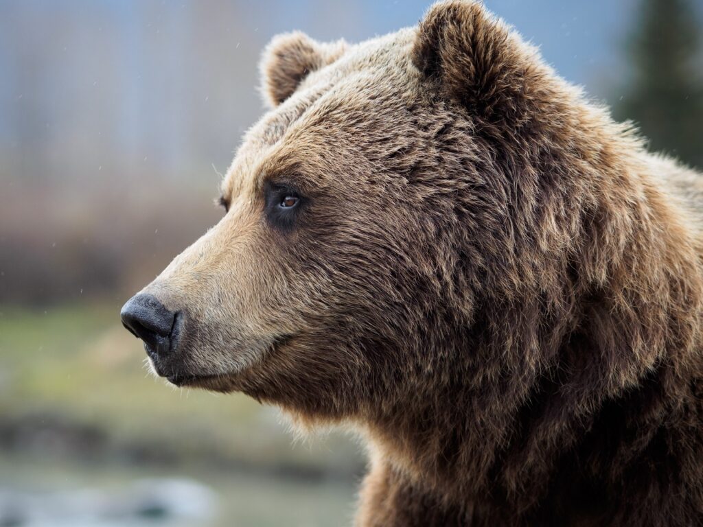 Closeup view of a bear in Alaska