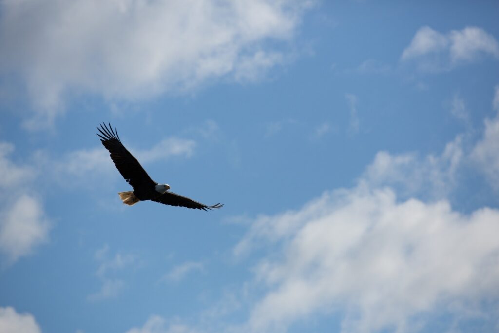 Bald eagle flying in Alaska