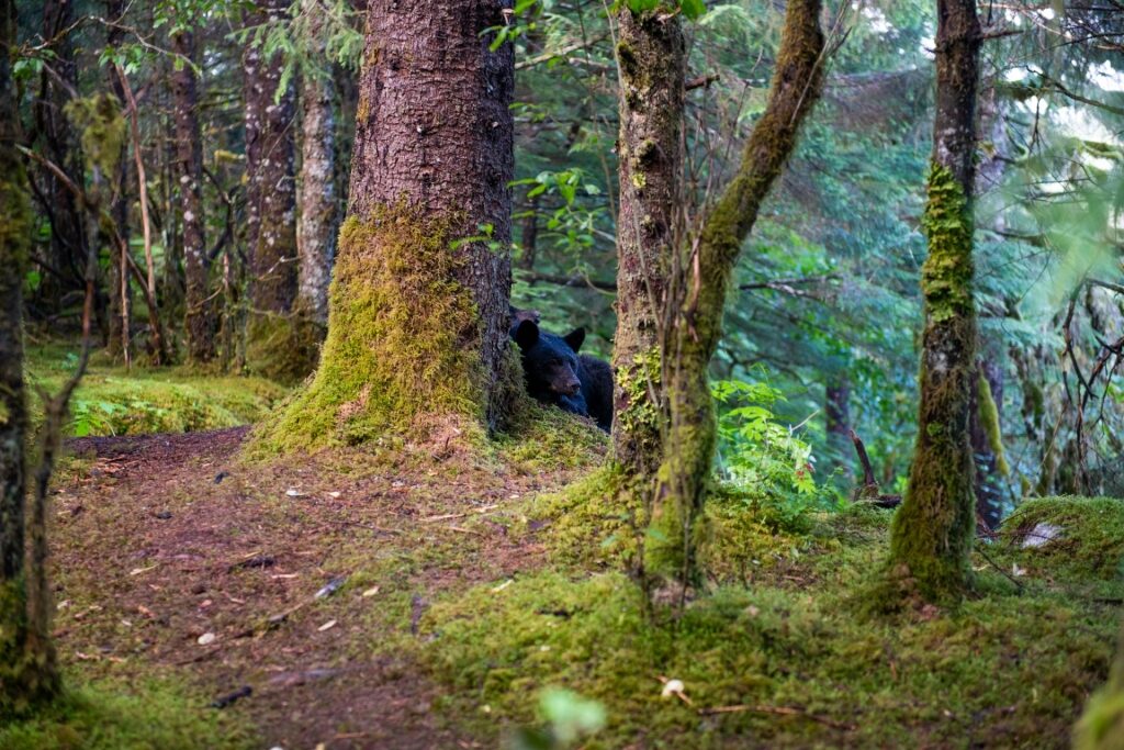 Bear spotted in Tongass National Forest