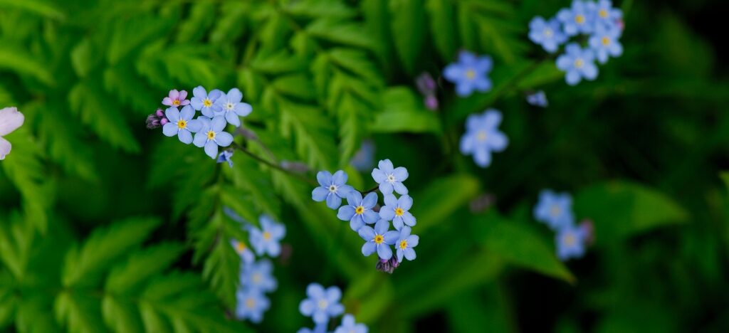 Closeup view of Forget-me-nots