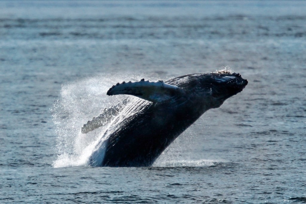 Humpback whale breaching in the water