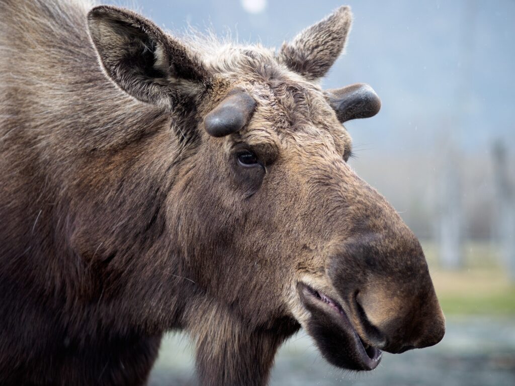 Closeup view of a moose