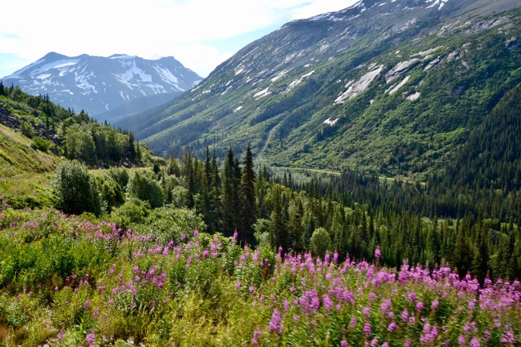 Lush landscape of Sawtooth Mountains