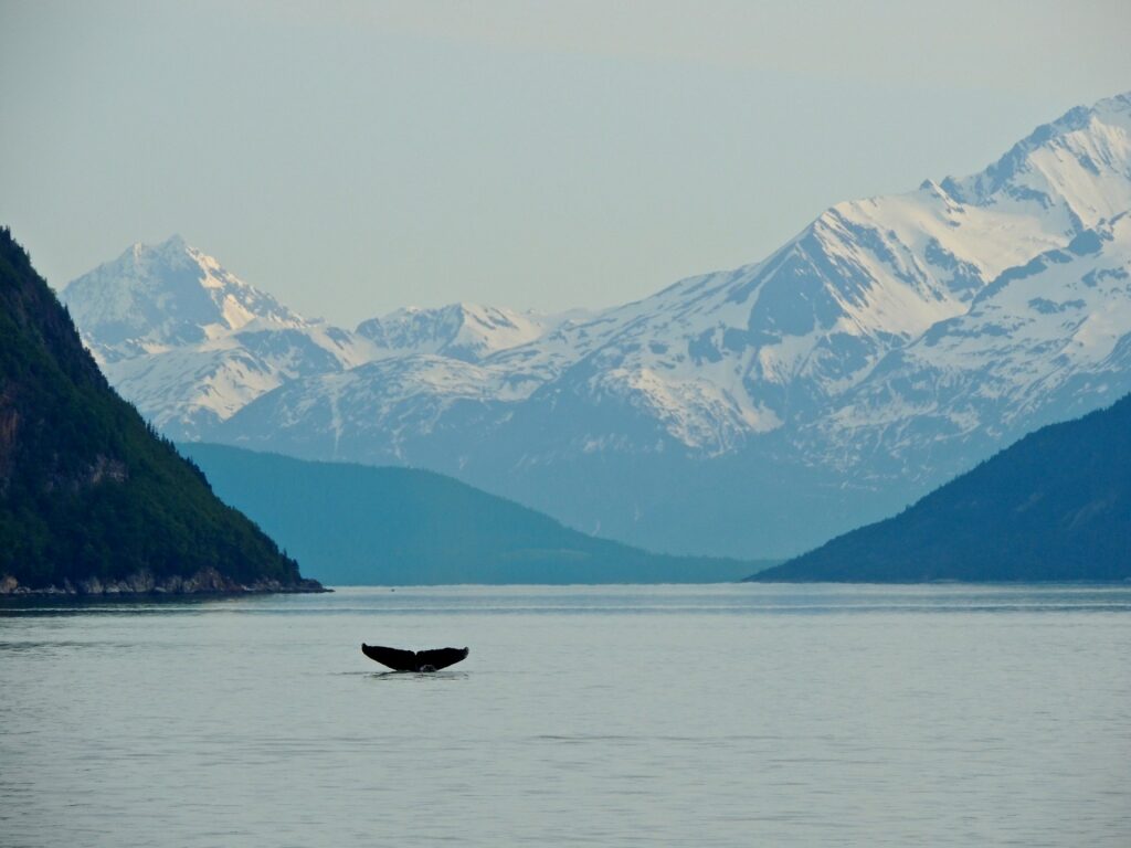 Humpback whale spotted in Skagway