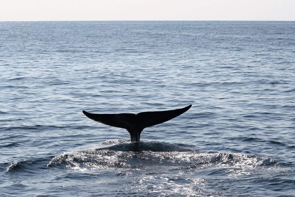 Whale spotted in Mirissa Beach, near Hambantota