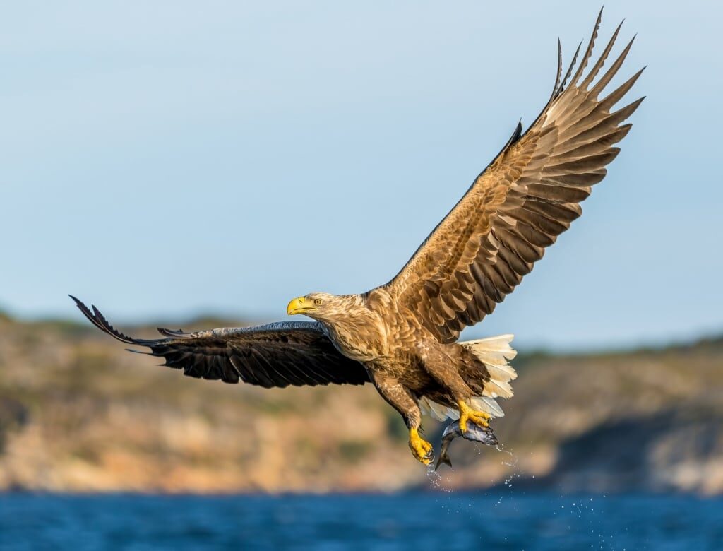 Sea eagle spotted in Norway