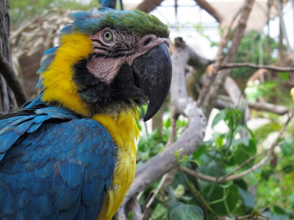 Blue-and-yellow macaw in National Aviary