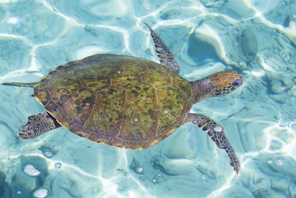 Sea turtle spotted in Rosario Islands