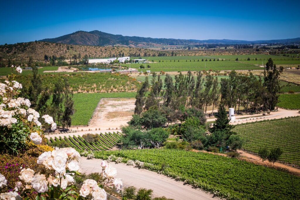 Lush vineyard of Casablanca Valley