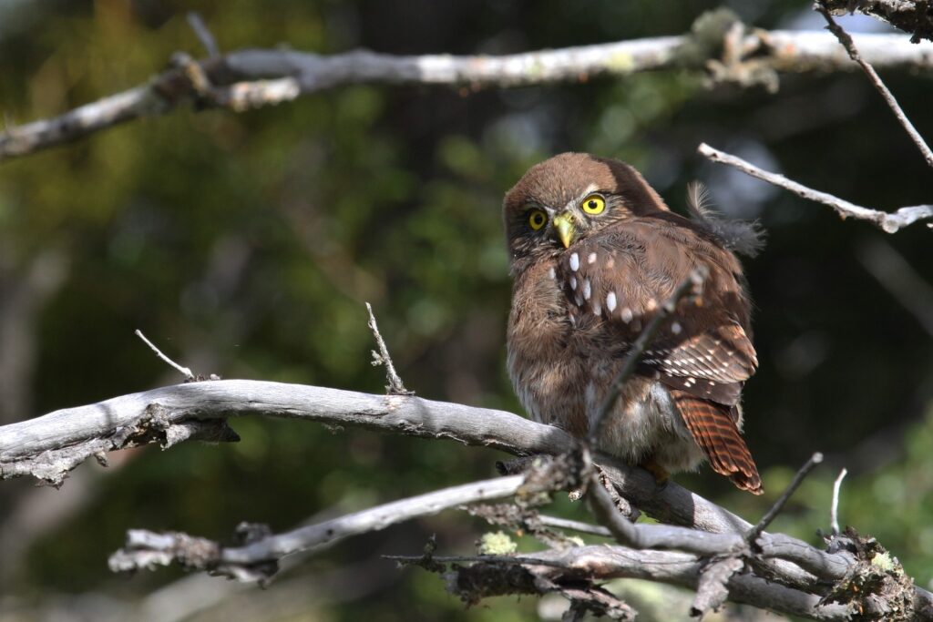 Austral pygmy owl spotted in Chile