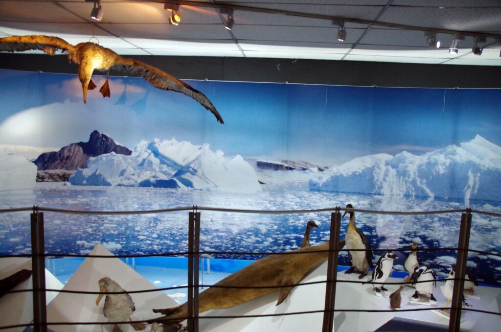 View inside Museo Maggiorino Borgatello, Punta Arenas