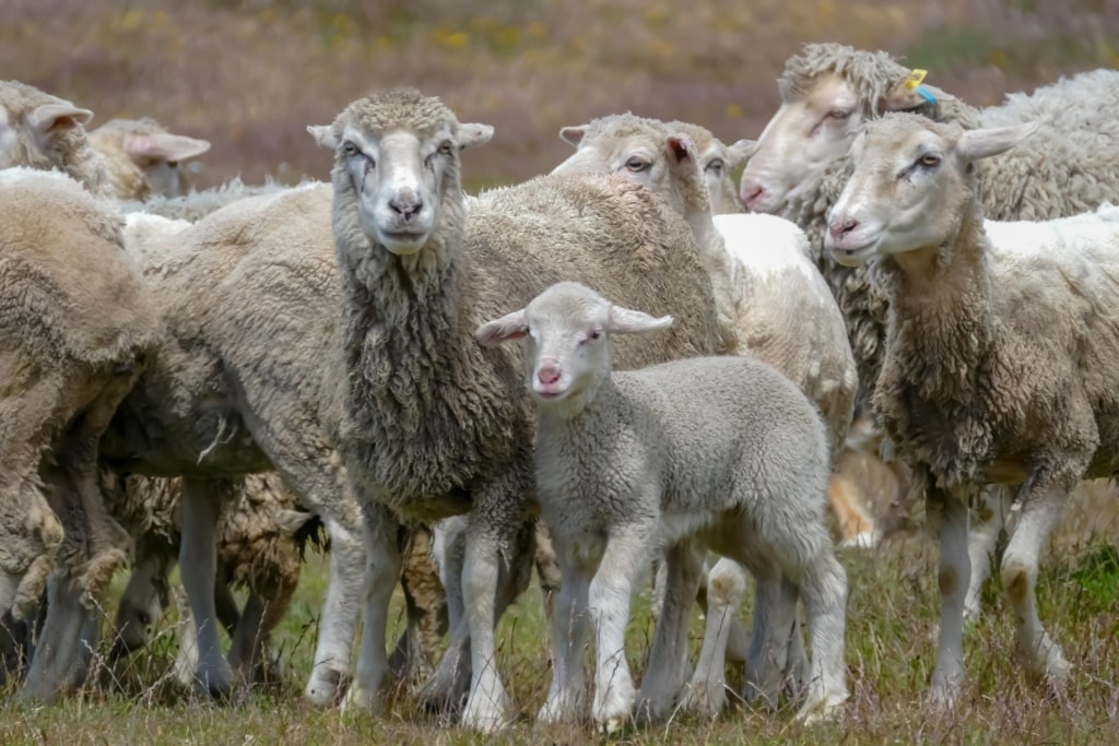 Sheep in Chile