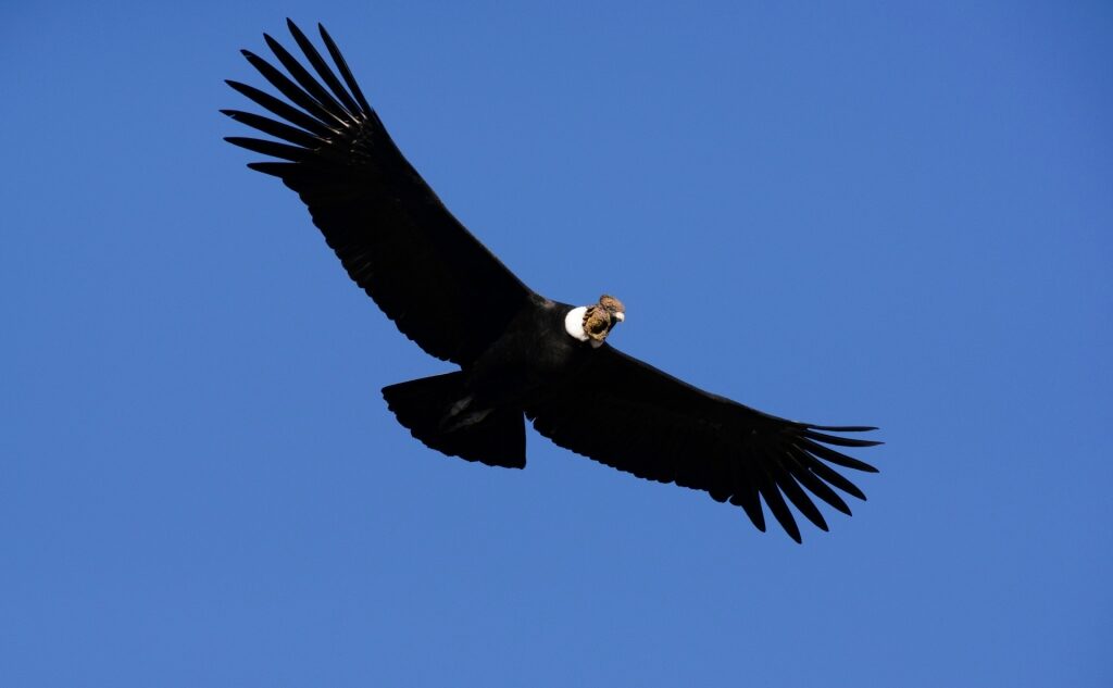 Condor spotted in Chile