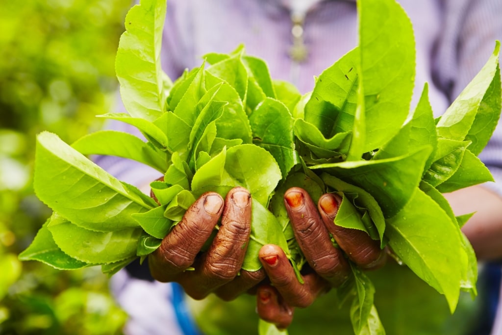 Tea plantation in Colombo