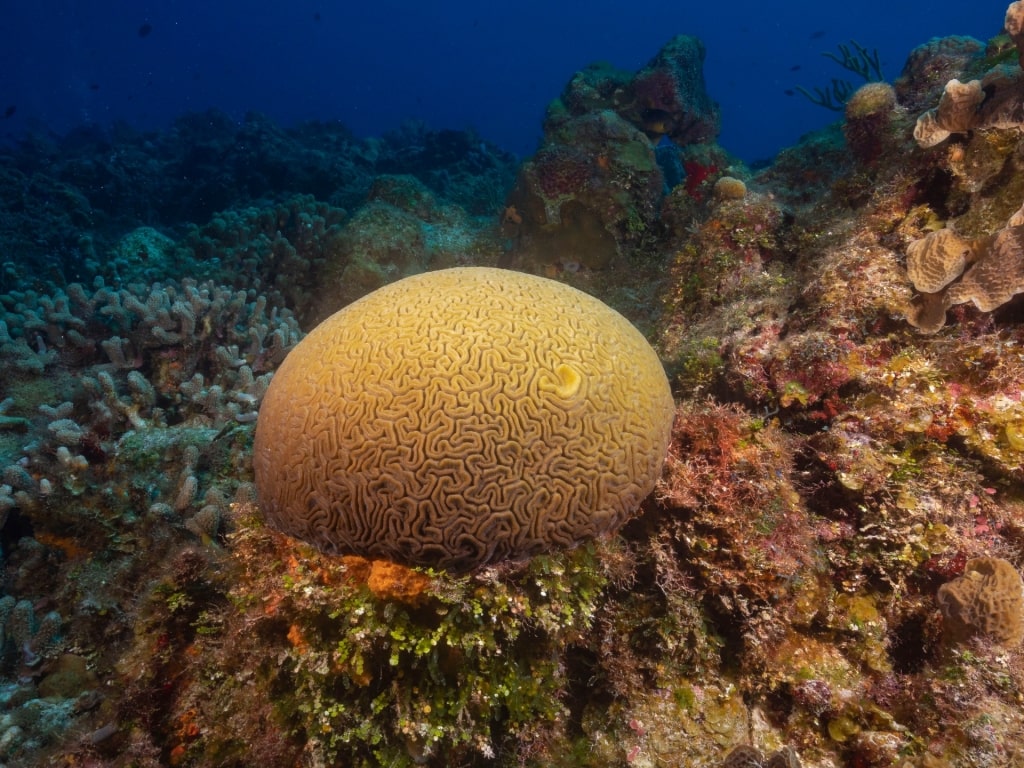 Brain coral spotted underwater