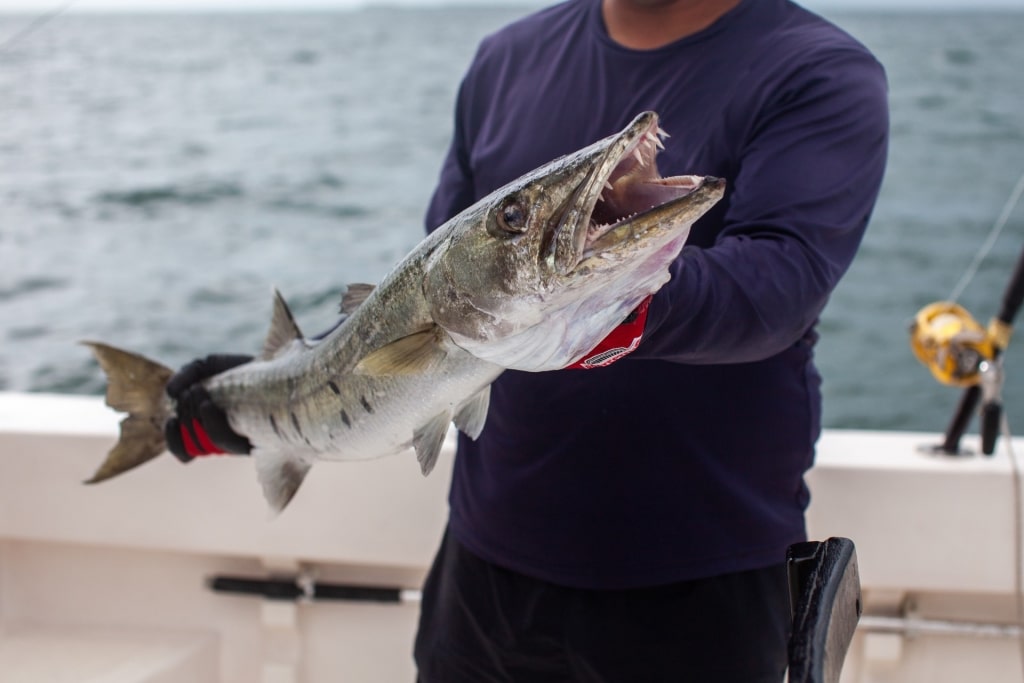 Freshly caught barracuda