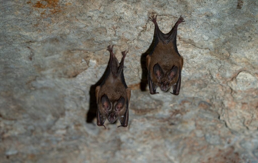 Bats spotted inside a cave