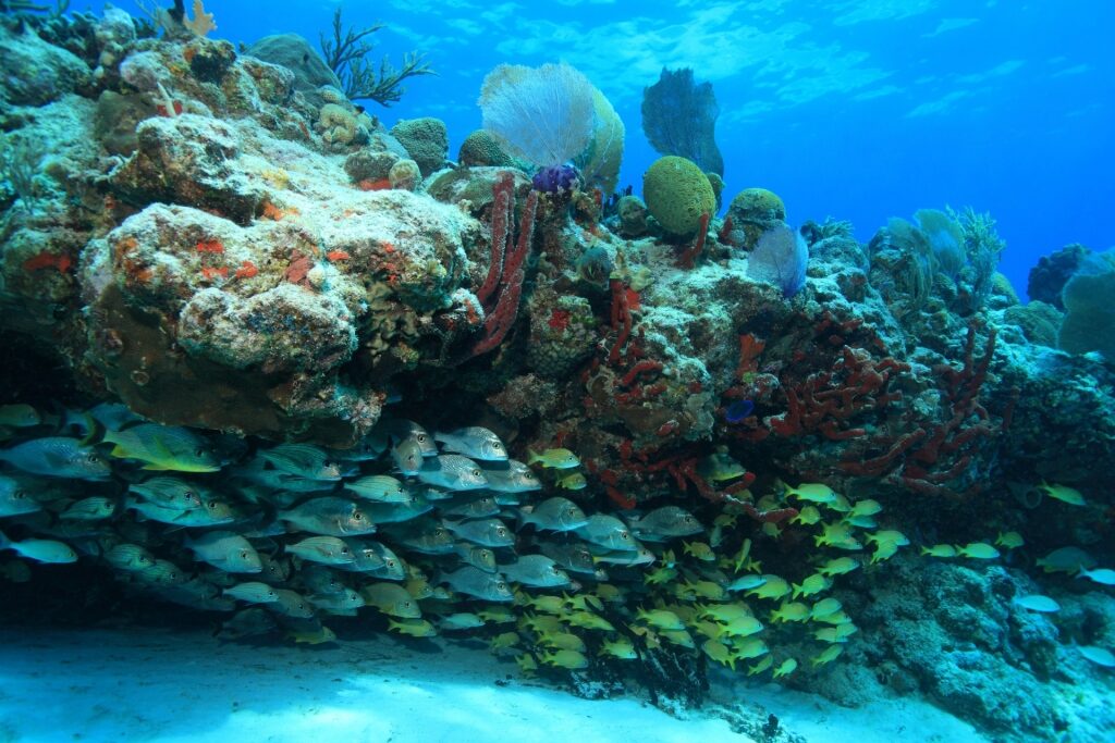 Marine life in Paradise Reef