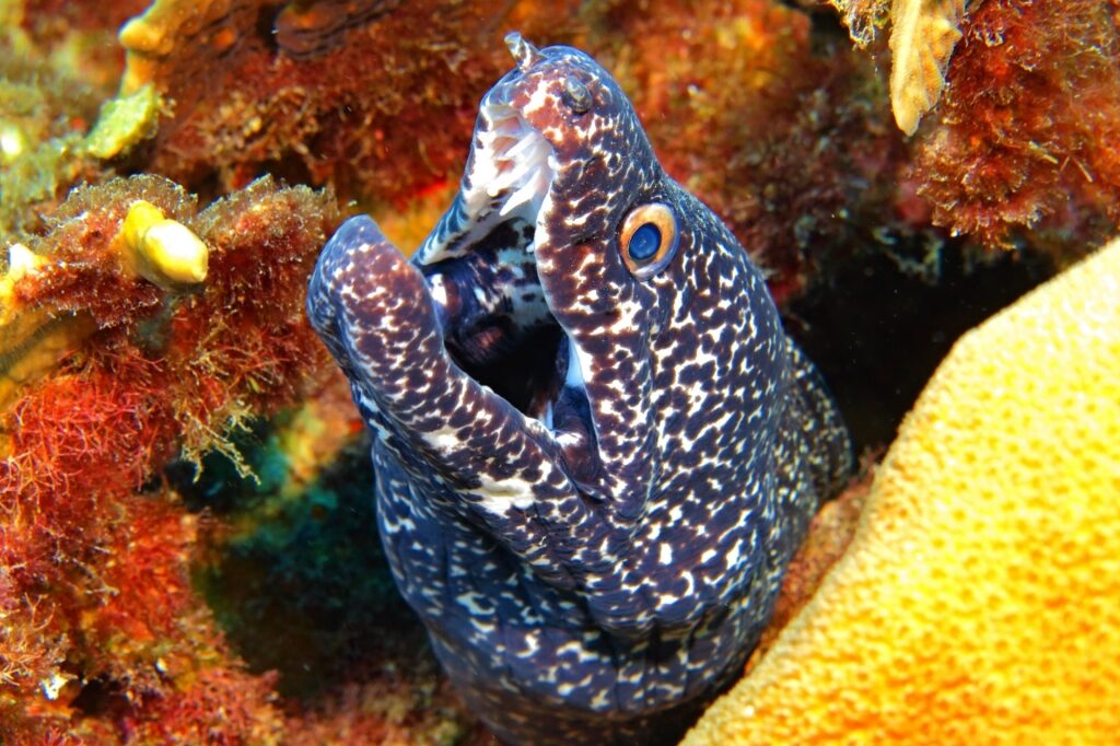 View of spotted moray eel while diving in Cozumel
