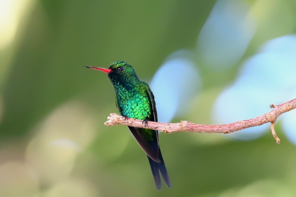 Cozumel emerald bird spotted in Cozumel